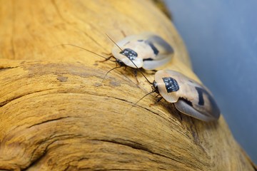 Giant cockroach Blaberus giganteus in terrarium, close-up. Wooden texture in the background. Environmental conservation, wildlife, zoology, entomology theme