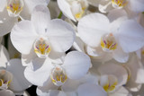 Fototapeta Kwiaty - Beautiful moth orchid flowers in the garden