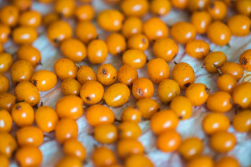 Wall Mural - The sea buckthorn crop is dried after washing