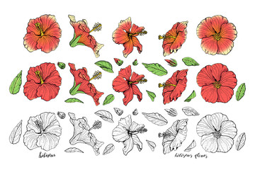 Wall Mural - Hand drawn hibiscus flowers clipart. Floral design elements. Isolated on white background. Vector