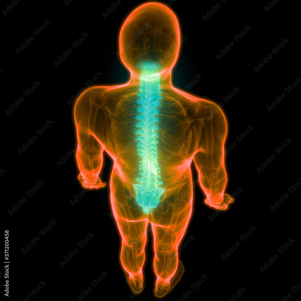 Spinal Cord Vertebral Column of Human Skeleton System Anatomy Stock ...