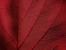 Macro Red Leaf With Line Of Vein Texture