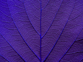 macro detail of purple leaves texture