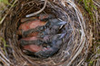 © Staffan Widstrand - Blackbird chicks in their nest in a bicycle basket