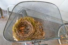 Blackbird Chicks In Their Nest In A Bicycle Basket