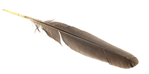 Natural bird feathers isolated on a white background. pigeon, goose and chicken feathers