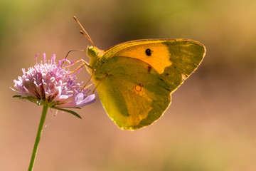 Wall Mural - Butterfly (marigold) foraging for a flower