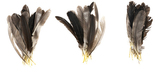 Natural bird feathers isolated on a white background. collage pigeon, goose  and chicken feathers close-up.stack bird feathers