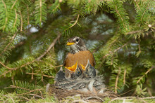 American Robin Female Feeding Young At Nest Taken In Southern MN