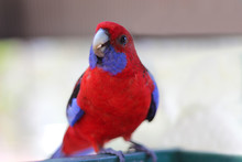 Crimson Rosella, A Small Red And Blue Parrot Native To Eastern And South Eastern Australia.