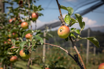 Wall Mural - hail net protected apples in styria, austria