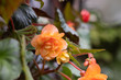 orange bright flowers of tuberous begonias , blooming in garden.Apricot begonia plant.Blooming begonia grows in flower pot in garden. Plant with large double flowers of beautiful orange hue