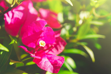 Wall Mural - The morning sunshine shone on the pink bougainvillea with blurred green background. Bougainvillea flowers are blooming beautifully in the garden for the background.