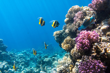 Wall Mural - Pennant coralfish (longfin bannerfish), Butterflyfish (Chaetodon) and Parrotfish in colorful coral reef, Red Sea, Egypt. Bright yellow striped tropical fish in the ocean, clear blue turquoise water.