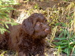 © DoreenB. Photography - young hunting dog, pudelpointer,  is lying in grass