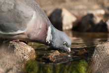 Close Up Side View Of Wood Pigeon Facing Right Drinking Water From A Pond With Dry Brown Background