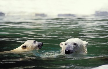 Wall Mural - polar bear, thalarctos maritimus, mother with cub standing in water