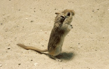 Wall Mural - small egyptian gerbil, gerbillus gerbillus, adult standing on hind legs