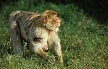 Barbary Macaque, Macaca Sylvana, Mother Carrying Young, Defensive Posture