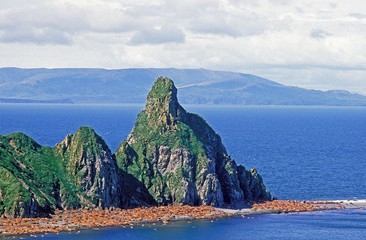 Wall Mural - walrus, odobenus rosmarus, colony at round island in alaska