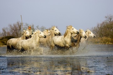 Sticker - Camargue Horse, Herd Trotting in Swamp, Saintes Marie de la Mer in Camargue, in the South of France