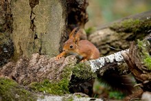 Red Squirrel, Sciurus Vulgaris, Adult Standing On Stump, Normandy