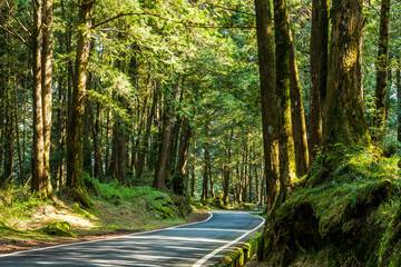 Wall Mural - The asphalt road through in forest, Alishan Forest Recreation Area in Chiayi, Taiwan.