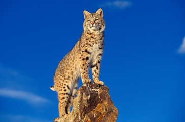 Wall Mural - bobcat, lynx rufus, adult standing on rocks, canada