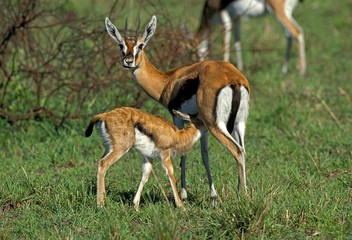 Canvas Print - Thomson's Gazelle, gazella thomsoni, Mother with Young Suckling, Masai Mara Park in Kenya