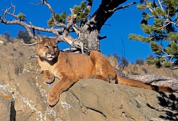 Wall Mural - cougar, puma concolor, adult laying on rocks, montana