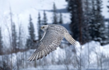 Wall Mural - gyrfalcon, falco rusticolus, adult in flight, canada