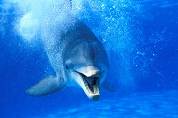 Wall Mural - bottlenose dolphin, tursiops truncatus, adult with open mouth, funny attitude