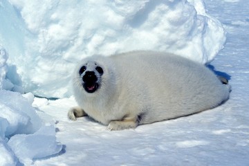 Wall Mural - harp seal, pagophilus groenlandicus, pup laying on ice floe, magdalena island in canada