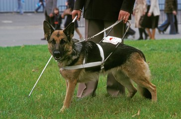 Wall Mural - german shepherd dog, guide dog for blind, walking with owner