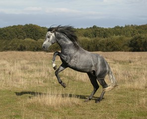 Wall Mural - lusitano horse, stallion rearing up