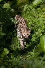 Wall Mural - Tiger Cat or Oncilla, leopardus tigrinus, Adult standing in Long Grass