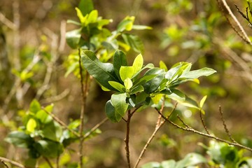 Coca Field, erythroxylum coca, Leafs producing Cocaine, Peru