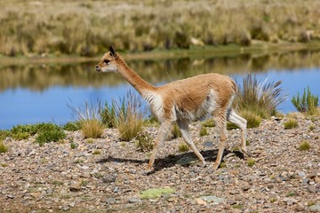 Wall Mural - vicuna, vicugna vicugna, pampas galeras reserve in peru