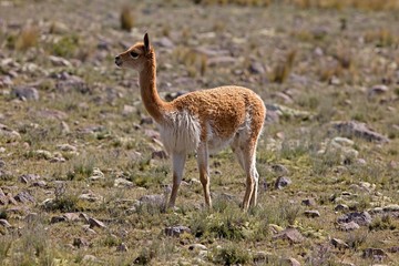 Wall Mural - vicuna, vicugna vicugna, pampas galeras reserve in peru