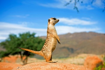 Wall Mural - Meerkat, suricata suricatta, Adult standing on Hind Legs, Looking around, Namibia