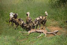 African Wild Dog, Lycaon Pictus, Herd On A Kill, A Greater Kudu, Tragelaphus Strepsiceros, Namibia