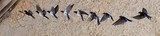 Barn Swallow or European Swallow, hirundo rustica, Adult in Flight, Multiflash photo Sequence, Normandy