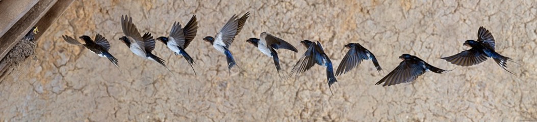 Wall Mural - barn swallow or european swallow, hirundo rustica, adult in flight, multiflash photo sequence, norma