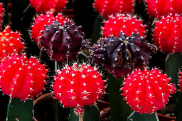 Cactus has a beautiful shape and spikes