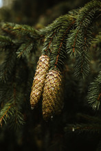 Pine Cone Trees In The Autumn And Winter Season