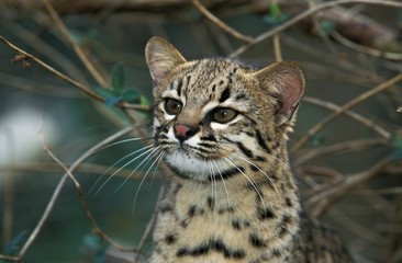 Wall Mural - geoffroy's cat, oncifelis geoffroyi, portrait of adult
