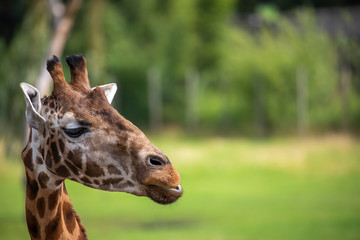 Giraffe, Giraffa camelopardalis, facial detail portrait.