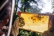 © Ivo de Bruijn/Stocksy - Female beekeeper checking her bee hive for bees and honey.