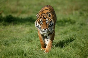 Wall Mural - sumatran tiger, panthera tigris sumatrae, adult