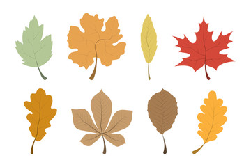 Wall Mural - autumn leaves. leaves collection. leaf vector icons, isolated. template autumn leaves in a row. vect